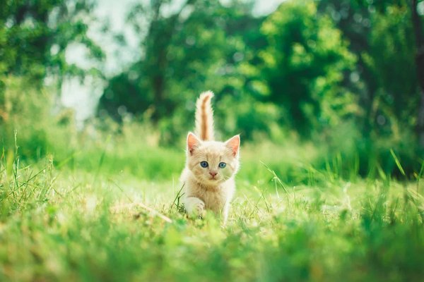 What's the Best Method to Reduce Stress in a Cat During a Long-Distance Move?